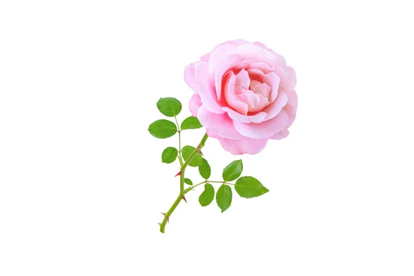 Roze Roos Bloem Bladeren Geïsoleerd Wit Hybride Thee Rozenbloempje — Stockfoto