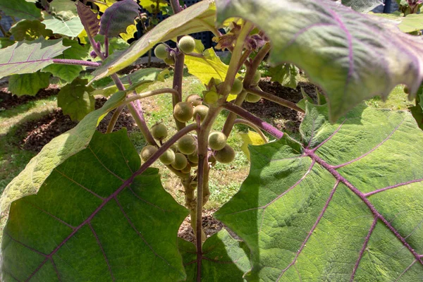 Solanum Quitoense Naranjilla Plant Unripe Fruits Large Green Leaves Purple — Stock Photo, Image