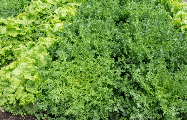 野菜ベッドのクローズアップのエンドプラント 植物園のシコリウムエンドビア オーガニックガーデニング — ストック写真