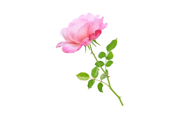 ピンクのバラの花と葉の枝の側面のビューは白で分離しました — ストック写真