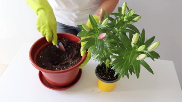 Asiatische Lilie Als Zimmerpflanze Umtopfen Frau Mit Grünen Handschuhen Bringt — Stockvideo