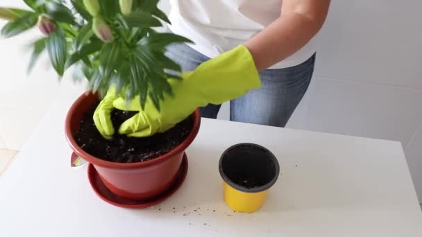 Återplanterar Asiatisk Liljekrukväxt Kvinna Bär Gröna Handskar Flytta Växt Från — Stockvideo