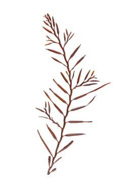 Halidrys siliquosa kahverengi yosunları beyazda izole edilmiş. Kapsül otu ya da deniz meşesi dalları kavramsal kapsülleri olan koyu renk dallar.