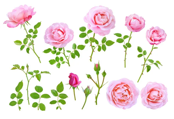 Pink Rose Flowers Buds Leaves Branches Set Isolated White — Stock Photo, Image