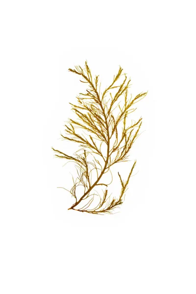 Cystoseira myriophylloides brown algae branch isolated on whit