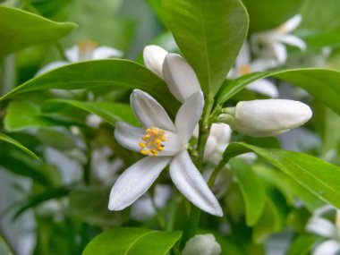 Calamondin ya da kalamansi meyve çiçekleri, tomurcuklar ve yapraklar dalları. Citrus melezi çiçek açtı..