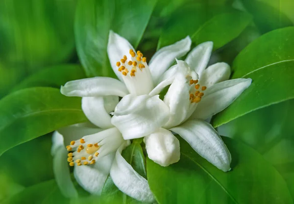 White orange tree flowers and buds bunch. Calamondin blossom on the blurred textured garden background