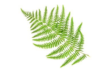 Bracken veya kartal eğreltiotu yeşil yapraklı beyaz arka planda izole. Pteridium aquilinum bitkisi.