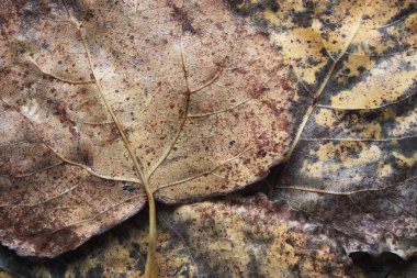 Sonbaharda kurumuş kahverengi kavak yapraklarının dokusu damarlar ve delikler kapanır. Sonbahar arkaplanı.