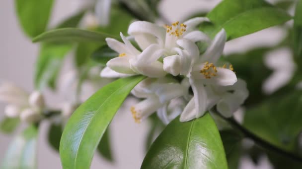 Calamondin Orangenblüten Zoomout Weiße Duftende Blüten Nahaufnahme Neroli Voller Blüte — Stockvideo