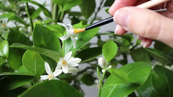 Cítricos Polinización Manual Para Producción Frutas Utilizando Pincel Moviéndose Flor — Vídeos de Stock