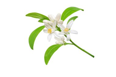 Beyaz portakal ağacı çiçekleri, tomurcuklar ve yapraklar beyaz üzerine izole edilmiş dallar. Calamondin narenciye çiçeği demeti..