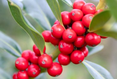 Arka planda kırmızı böğürtlenli Noel ağacı dalı. Ilex aquifolium veya acebo bitkisi.