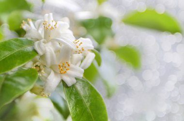 Portakal ağacı, beyaz çiçekler ve tomurcuklar. Bulanık arka planda Calamondin çiçeği.