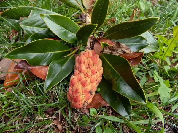 Magnolia grandiflora, southern magnolia or bull bay tree aggregate fruit and glossy leaves. A branch broken by the wind lies on the ground in the garden