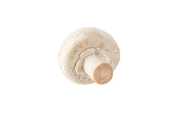 White Champignon Mushroom Button Isolated White Agaricus Bisporus Immature Fruit — Stock Photo, Image