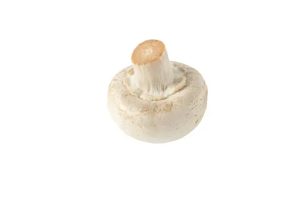 Agaricus Bisporus Immature Fruit Body White Champignon Mushroom Button Isolated — Stock Photo, Image