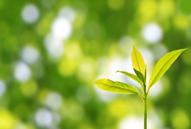 New plant growth in the spring garden. Green tree sprout on the blurred bokeh background. Bright translucent young leave clipart