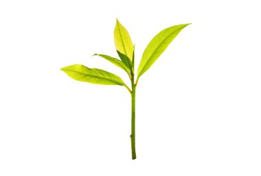 Beyazda izole edilmiş yeni bitkiler. Yeşil ağaç filizi. Parlak şeffaf gençlik izni