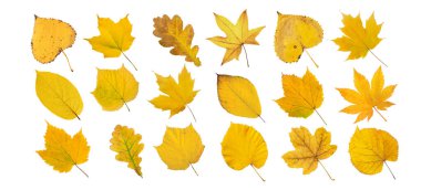 Beyaz üzerine izole edilmiş sarı yapraklar. Sonbahar renkli Kanada ve Japon akçaağacı, meşe, ıhlamur, aktinya,