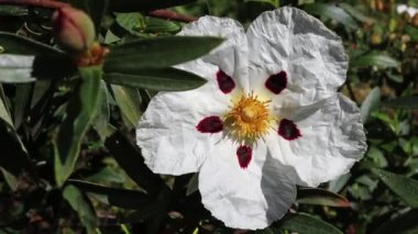 Labdanum ya da cistus ladanifer ya da sakız kayası veya sakız siğili veya kahverengi gözlü kaya gülüne benzeyen, tabanda kestane rengi leke olan beş beyaz taç yaprağı ve sarı pudingler ve çeltikler.