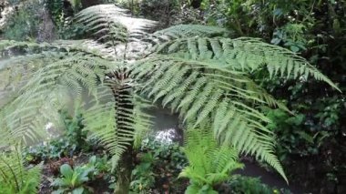 Sphaeropteris Excelsa veya Cyathea brownii veya Norfolk ağacı eğreltiotu ya da gölgeli bahçede eğreltiotu..