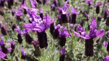 Lavandula stoechas ya da İspanyol ya da üst ya da Fransız lavanta çiçekli bitki rüzgarda sallanıyor. Bahar mor çiçekleri..