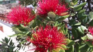 Metrosideros Excelsa, pohutukawa ya da Yeni Zelanda Noel ağacı ya da rüzgârda sallanan bir yığın erkekten oluşan kırmızı çiçekli demir ağacı.
