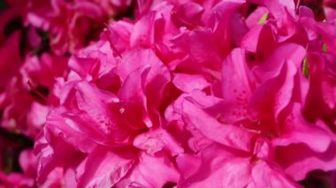 Parlak pembe rhododendron ponticum çiçekleri yakın plan. Sıradan rhododendron ya da pontik rhododendron çiçekli bitki güneşli bir günde rüzgarda sallanıyor..