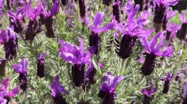İspanyol ya da üstte ya da Fransız lavantası ya da lavandula stoechas çiçekli bitki rüzgarda sallanıyor. Bahar mor çiçekleri..