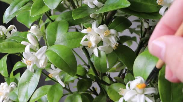 Hand Pollination Indoor Citrus Fruit Production Using Paintbrush Moving Flower — Stock Video