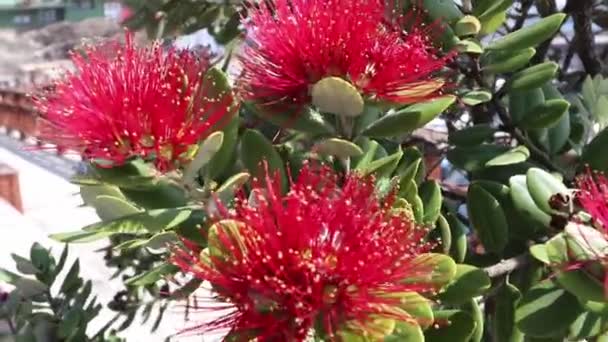 メトロサイドスエクセルサ イスラトゥカワまたはニュージーランドのクリスマスツリーまたは風に揺れる茎の質量からなる赤い花の鉄の木工場 — ストック動画