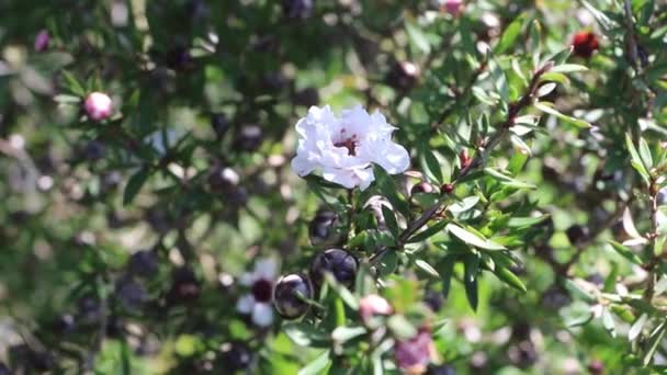 Leptospermum Scoparium Rama Manuka Con Hermosas Flores Blancas Frutos Cápsula — Vídeos de Stock
