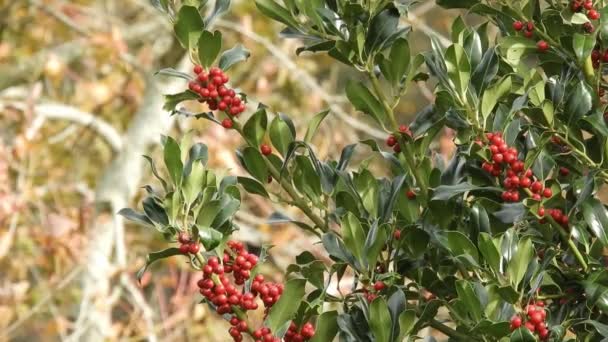 Świąteczne Gałązki Czerwonymi Jagodami Rozmytym Tle Ogrodu Roślina Ilex Aquifolium — Wideo stockowe