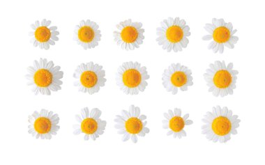 Papatya çiçekleri beyaza saçılmış. Çiçek açmış beyaz papatya. Chamaemelum nobile bitkisel ilaç bitkisi.