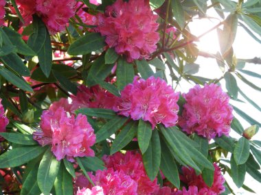 Güneşli bahçede parlak pembe rhododendron ponticum çiçekleri bolluğu