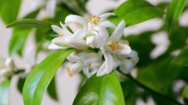 Beyaz portakal ağacı çiçekleri, tomurcuklar ve yaprak dalları. Calamondin narenciye çiçeği demeti..