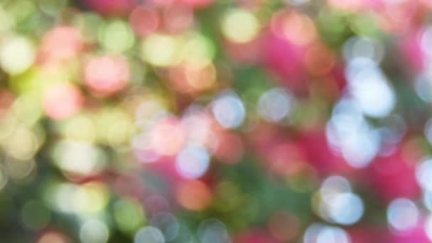 Gedempte Kleurrijke Tuin Achtergrond Lente Stemming Levendige Kleuren Wazige Bloeiende — Stockvideo