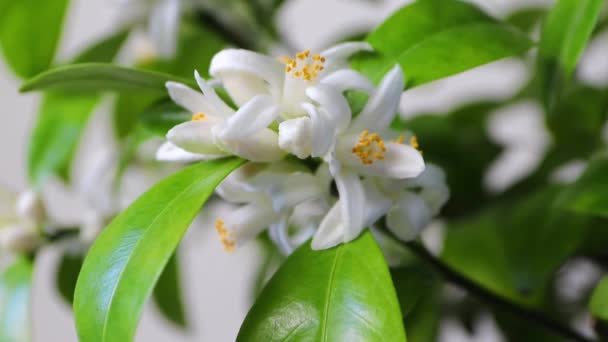 Rüzgarda Sallanan Portakal Ağacı Çiçeği Beyaz Kalamondin Narenciye Çiçekleri Tomurcukları — Stok video