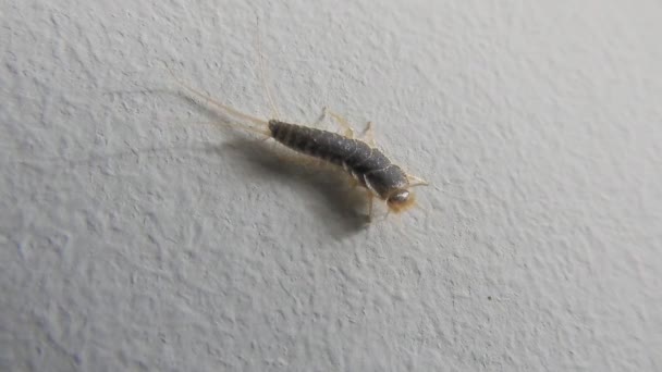 Petit Insecte Argenté Lepisma Saccharinum Déplace Ses Antennes Danger Peste — Video