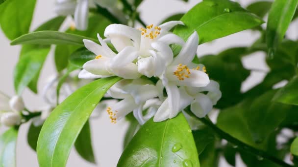 Damlalarıyla Birlikte Portakal Ağacı Çiçeği Beyaz Kalamondin Narenciye Çiçekleri Tomurcukları — Stok video