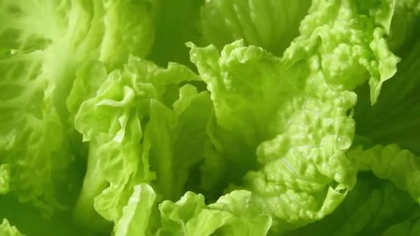 Rotation Des Grünen Salatkopfes Von Batavia Großaufnahme Blattgemüse Französisch Knackige — Stockvideo