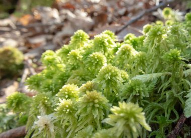 Sphagnum capillifolium, kırmızı bataklık yosunu, kuzey yosunu, akut yapraklı bataklık yosunu.