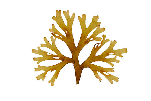 Dictyota dichotoma or forkweed brown algae frond isolated on white. Forked ribbon seaweed.