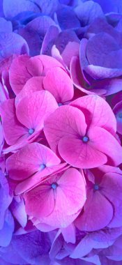 Pink and blue hydrangea or hortensia flowers closeup vertical background. Dark aesthetic mobile phone wallpaper. Toned image. clipart