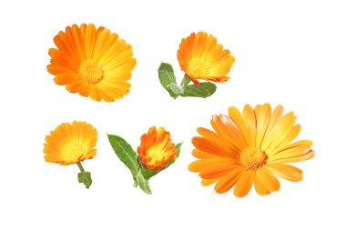 Calendula officinalis bright orange flowers and buds set isolated on white. Marigold flowering medicinal plant.  clipart