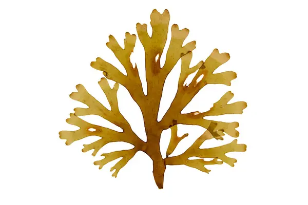 Forkweed Dictyota Dichotoma Brown Algae Frond Isolated White Forked Ribbon Stock Image