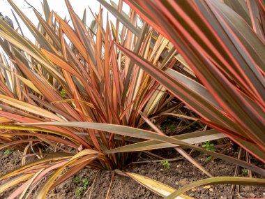 Phormium tenaks fabrikası kapanır. Yeni Zelanda keteni veya Yeni Zelanda kenevir yaprakları bronz, yeşil ve pembe çizgili.