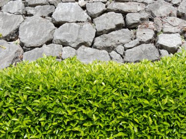 Laureestine hedge near large stones retaining wall. Using of viburnum lucidum in the urban landscape design clipart