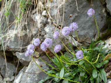 Globularia nudicaulis plant with light purple tightly packed flowers. Wildflowers in the mountain near Oviedo,Asturias,Spain clipart